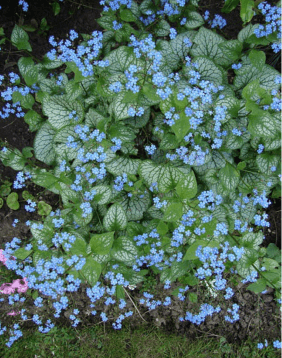 Brunnera 'Jack Frost'1