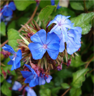 ceratostigma