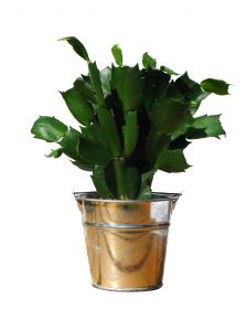 green-plant-1199619-m