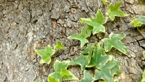 ivy